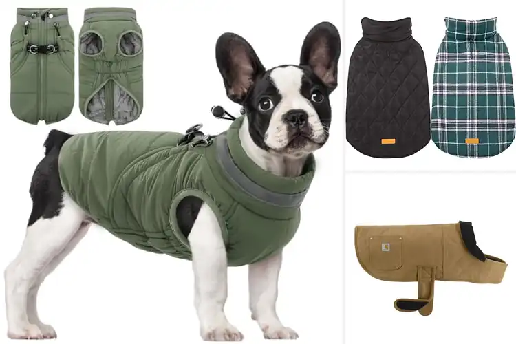 Detailed view of Best Medium Dog Jackets